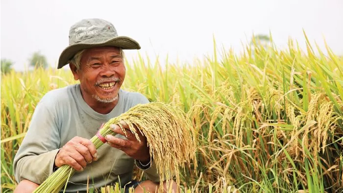Đại Dương Xanh LOTUS Rice