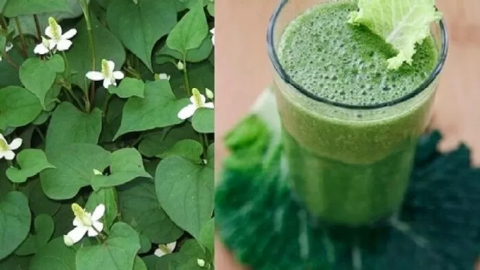 Mặt nạ rau má diếp cá trị tàn nhang, mụn