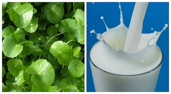 Mặt nạ bằng bột rau má sữa tươi