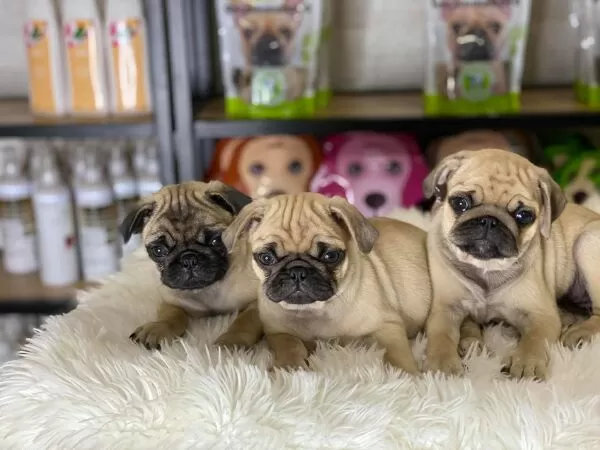 Việt Pet Shop