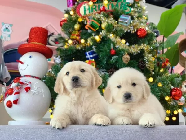Mật Pet Family