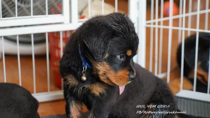 Trại chó Rottweiler Gervi Kennel