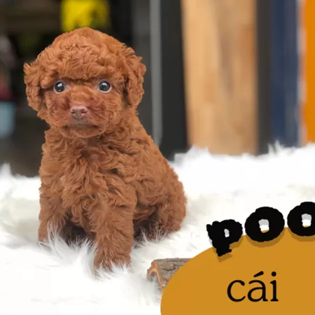 Dogily.vn