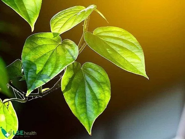 Lá trầu không
