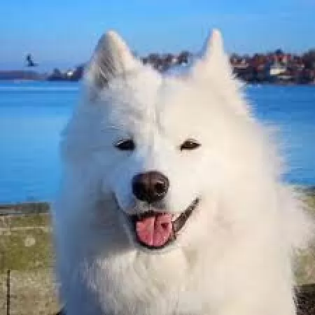 Chó Samoyed