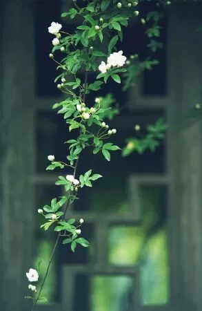Bài văn phân tích Cảnh ngày hè số 2