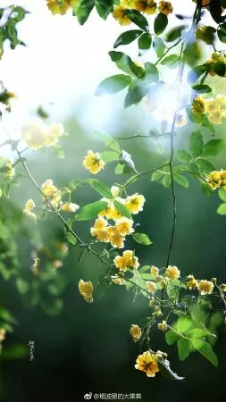 Bài văn phân tích Cảnh ngày hè số 3