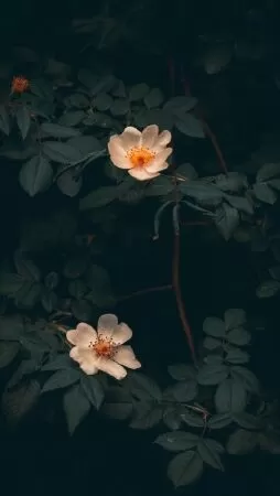 Bài văn phân tích Cảnh ngày hè số 5