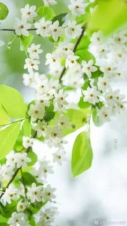 Bài văn phân tích Cảnh ngày hè số 7