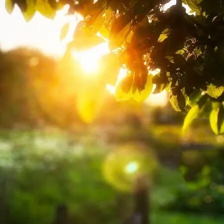 Bài văn phân tích Cảnh ngày hè số 9
