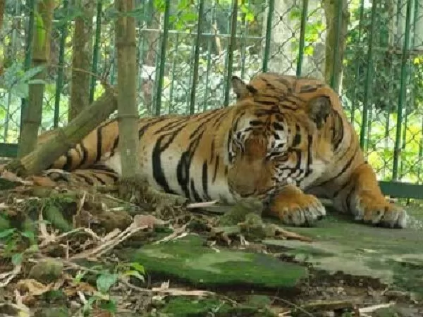 Dạng bài 10