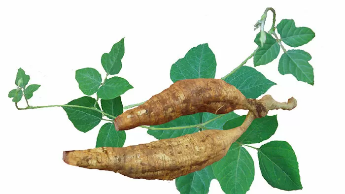 Top 10 bài thơ của Tuệ Tĩnh Thiền Sư được độc giả yêu thích nhất