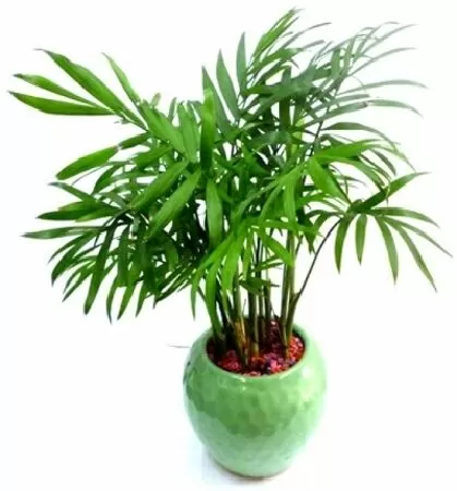Đạm Trúc Diệp