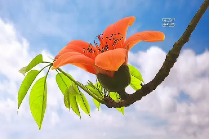Mộc miên