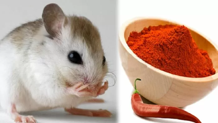 Diệt chuột bằng ớt