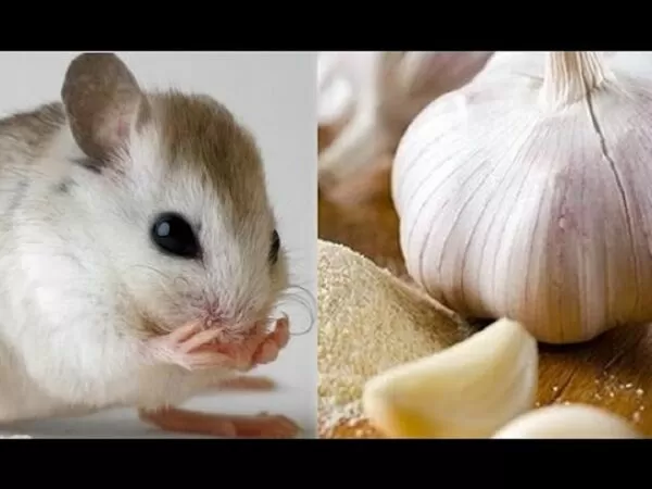 Diệt chuột bằng tỏi