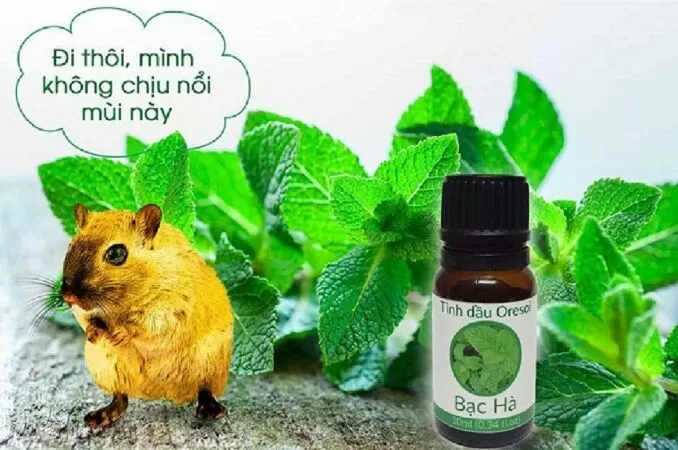 Diệt chuột bằng bạc hà