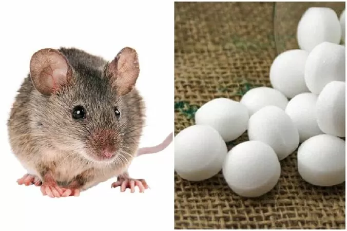 Diệt chuột bằng long não