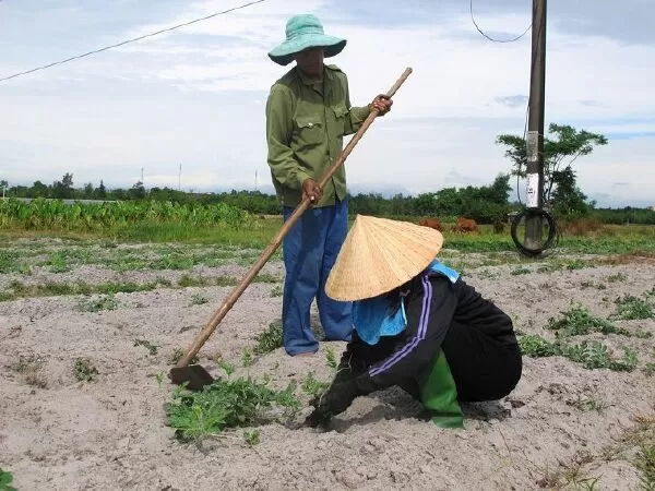 Cúc hoa bách vịnh kỳ 1