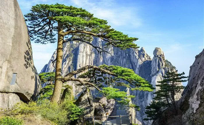 Giản để tùng