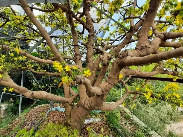 Hoạ Kiều Nguyên Lãng vận