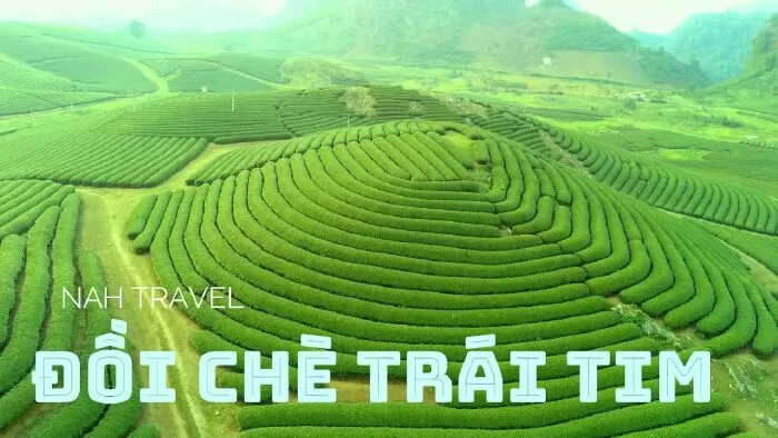 Đồi chè trái tim
