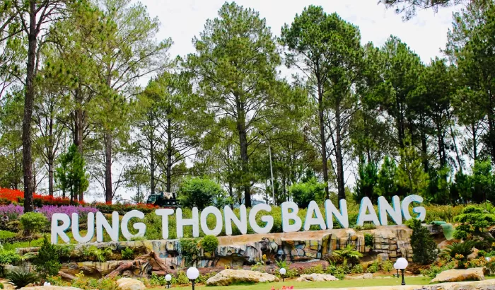 Rừng Thông, Bản Áng