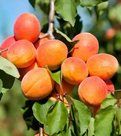Phòng ngừa thiếu máu