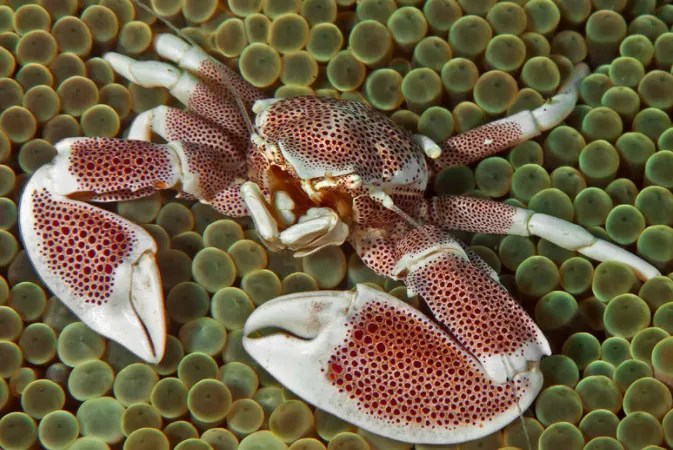 Cua Neopetrolisthes maculates