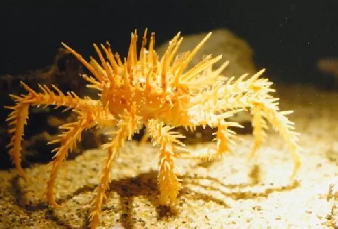 Cua Paralithodes rathbuni