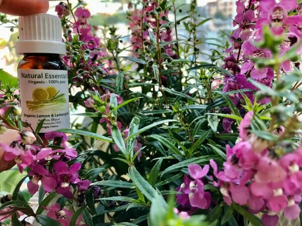 Green Aroma