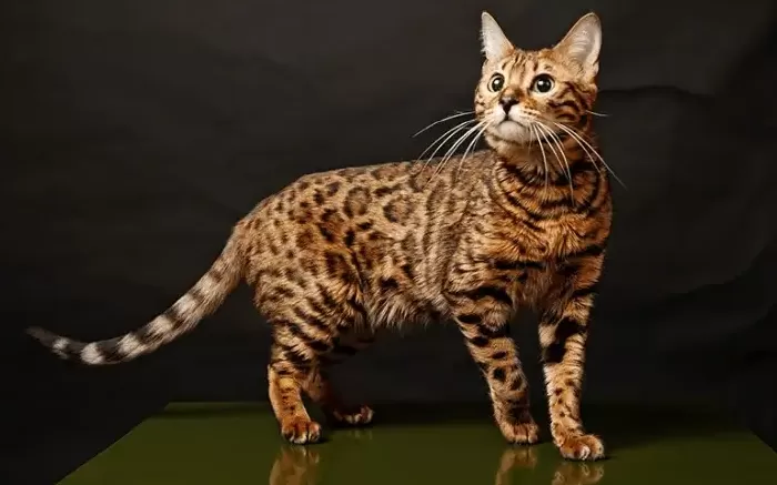 Mèo Ashera