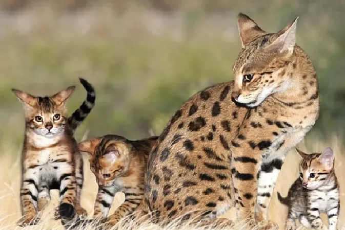 Mèo Savannah