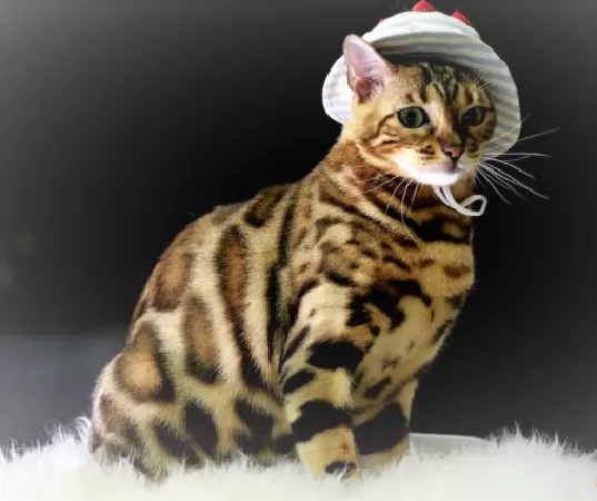 Mèo Bengal