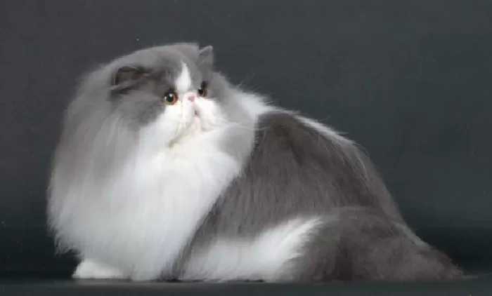 Mèo Ba Tư