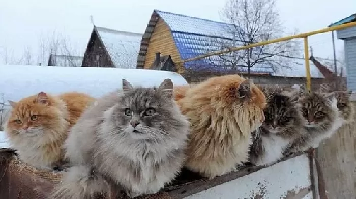 Mèo Siberi