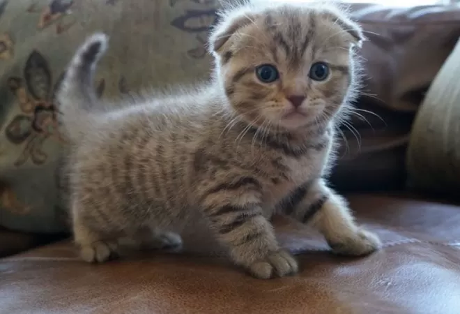 Mèo Scottish Fold