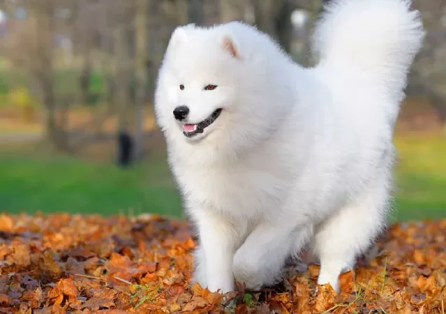Chó Samoyed