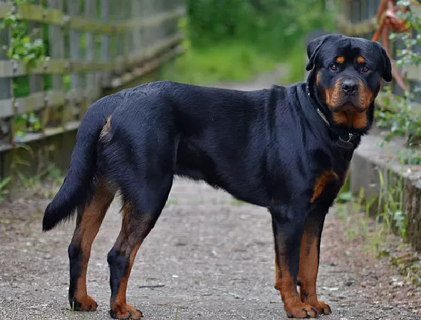 Chó Rottweiler