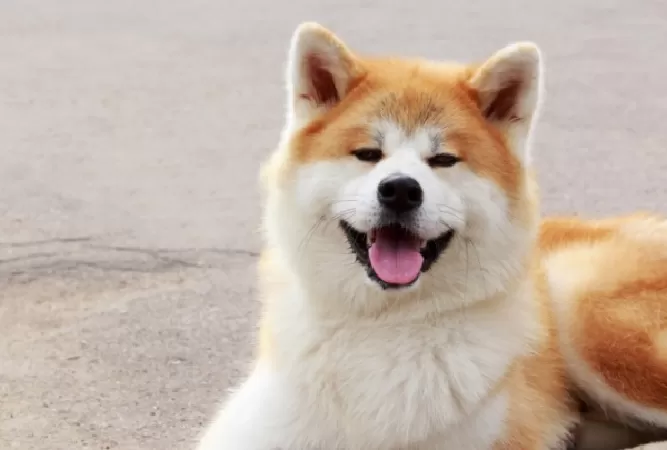 Chó Nhật Akita