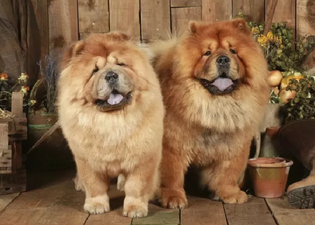 Chó Chow Chow