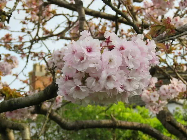 Prunus ‘Takasago’