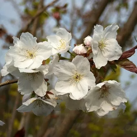 Prunus ‘Tai-Haku’