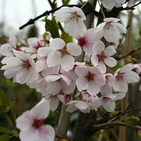Prunus x yedoensis