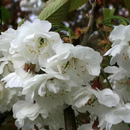 Prunus ‘Shirotae’