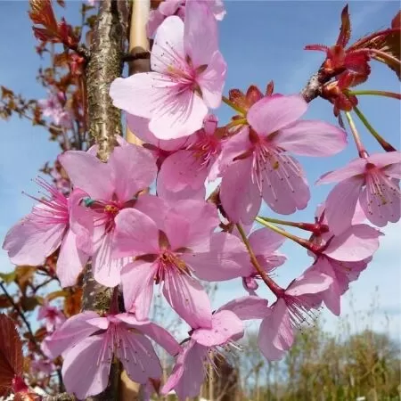 Prunus sargentii ‘Sargents Cherry’