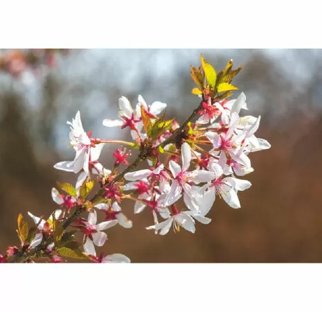 Prunus incisa ‘Fujimae’