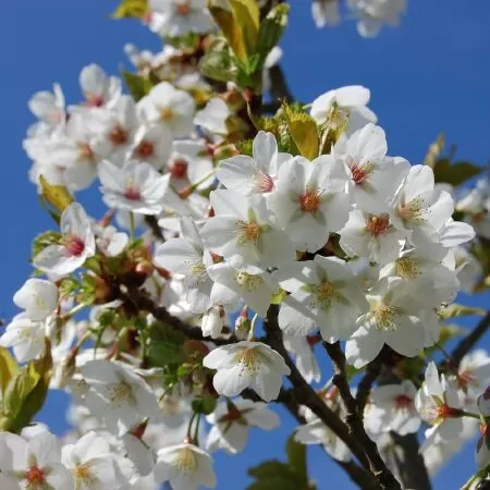 Prunus ‘Umineko’