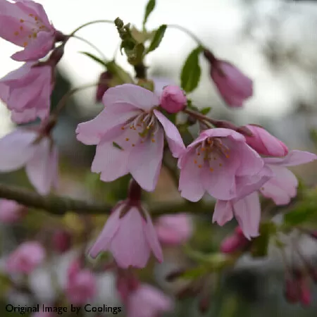 Prunus ‘Pink Shell’