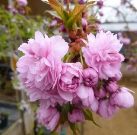 Prunus ‘Kiki Shidare Zakura’